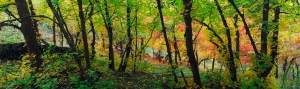Photography - Landscape